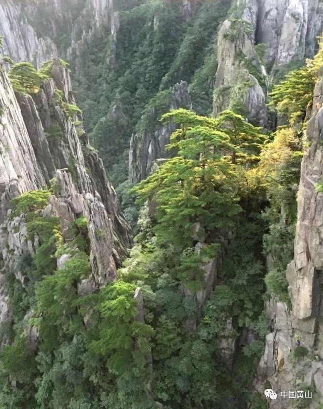 植物大战僵尸11